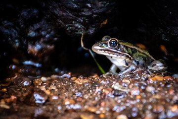 Frog