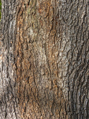 Bark texture and background of a old fir tree trunk. Detailed bark texture. Natural background