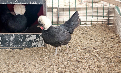 Rooster, hen on private farm in chicken coop close-up. Comb and beak. Poultry farming and agriculture. Pure bred. 