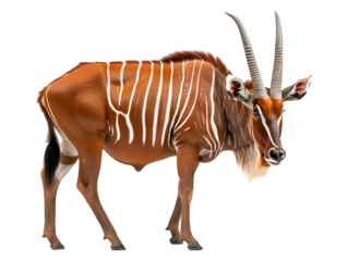 Bongo antelope isolated on a transparent background