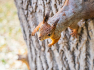 Fototapeta premium Portrait of a squirrel on a tree trunk