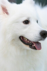 Fototapeta premium portrait of a white dog,Samoye