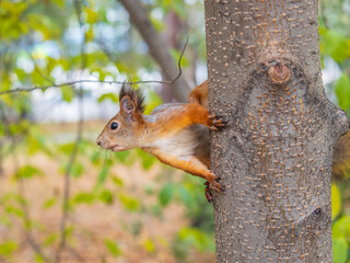 Portrait of a squirrel on a tree trunk