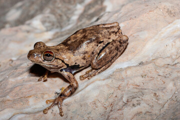 Australian Western Laughing Tree Frog