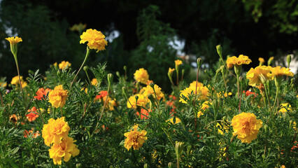 夏から秋に咲くマリーゴールドのお花が金色に輝く庭