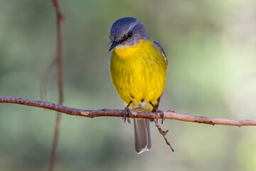 Australian Eastern Yellow Robin perched on tree branch