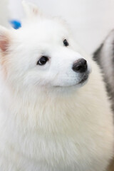 portrait of a white dog,Samoye