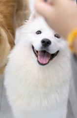 Fototapeta premium portrait of a white dog,Samoye