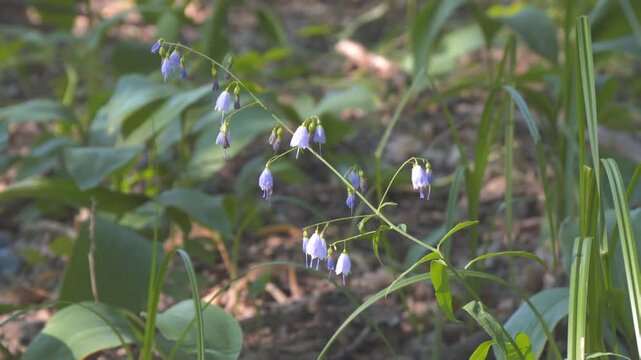 Flowers of the forest blue Harebell swaying in the wind. Campanula rotundifolia