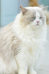 Ragdoll Cat