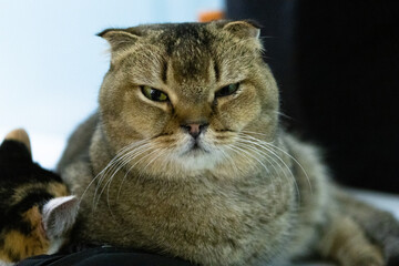 portrait of a cat,Scottish Fold