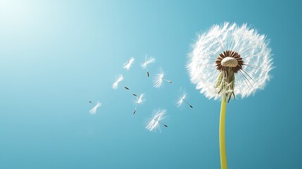 Dandelion Seeds Floating in Blue Sky