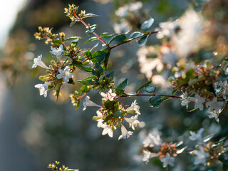 アベリアの花が咲く公園の生垣