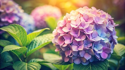 Fototapeta premium Soft and sweet vintage tone of Hydrangea flower from a high angle