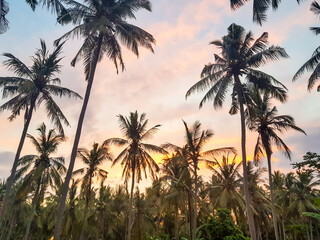 Island palm trees