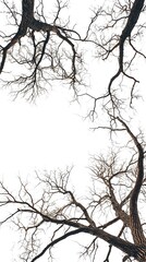 Tree view from below Looking up to see branches. Isolated on white background.