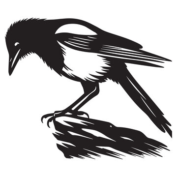 recommend clip art: American magpie Clipart - Black-billed Magpie Vector Illustration in black and white 