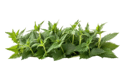 Fototapeta premium nettles on a transparent background