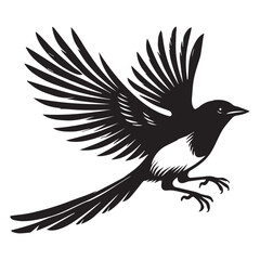 Obraz premium American magpie Clipart - Black-billed Magpie Vector Illustration in black and white 