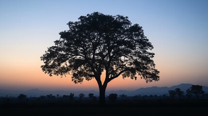 Silhouette of a tree at dusk in Mandalay, Burma