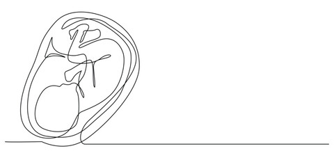 Fototapeta premium continuous line of fetus in womb.one line drawing of baby fetus in mother's stomach in gestational age.single line vector illustration.minimalist line.eps 10.isolated white background