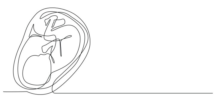 continuous line of fetus in womb.one line drawing of baby fetus in mother's stomach in gestational age.single line vector illustration.minimalist line.eps 10.isolated white background