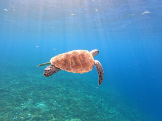 Serene Underwater Encounter: Graceful Sea Turtle Gliding Through Crystal Clear Blue Ocean Waters Over a Vibrant Coral Reef.