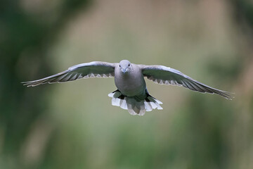 Eurasian collared dove (Streptopelia decaocto)