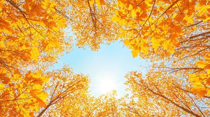 Fototapeta premium Autumn Leaves Canopy Sunlight Blue Sky Background