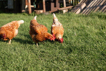 Hens roam freely in the green backyard, pecking at the grass and enjoying a peaceful day on the...