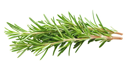 Fototapeta premium sprig of rosemary on a transparent background