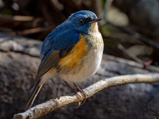 Obraz premium 森の中枝に留まって周りを見渡しているルリビタキの雄