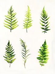 Watercolor Fern Leaf Collection, Botanical Illustration, Green, Nature, Watercolor Painting, Fern, Leaf