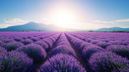 Fototapeta premium A field of lavender in Provence, France, with rows of purple blooms stretching into the distance under a bright sun