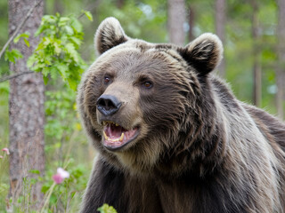 Fototapeta premium Wild brown bear (Ursus arctos) in the summer forest. Animal in natural habitat