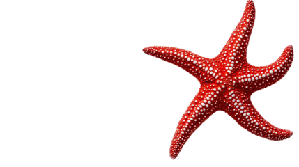 Starfish on a transparent background