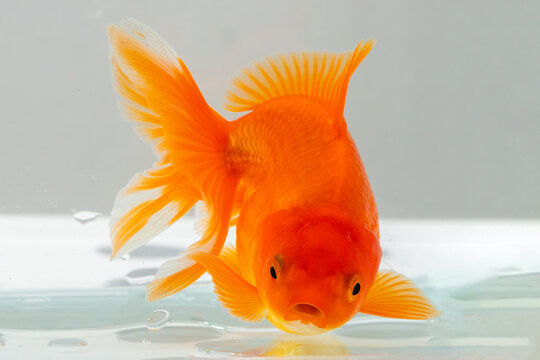 Oranda goldfish in aquarium fish tank close up