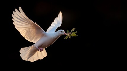 Obraz premium White Dove Flying with Olive Branch in Beak