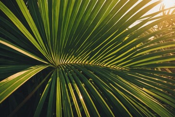 palm leaf shadow overlay