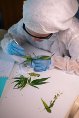 A researcher meticulously examines cannabis leaves using precision tools in a dedicated laboratory...