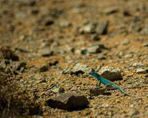Blue lizard close up