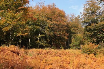 in the forest