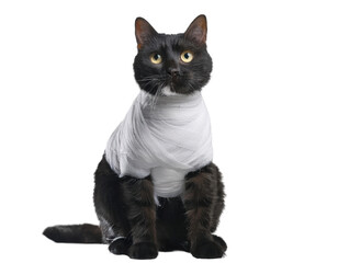 Black cat dress up as mummy costume surround by white bandage in halloween concept. Background cutout in png.