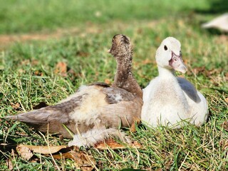 Muscovy Ducklings