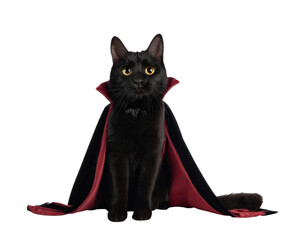 Black cat dress up as vampire costume wearing black cape in halloween concept. Background cutout in png.