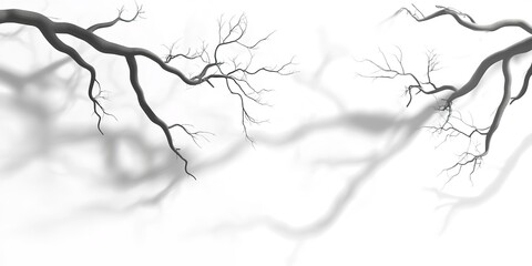 Obraz premium realistic tree branches shadow overlay blur isolated on white backgrounds 3d render