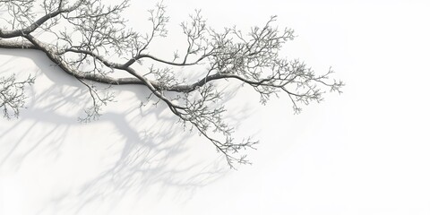 realistic tree branches shadow overlay blur isolated on white backgrounds 3d render