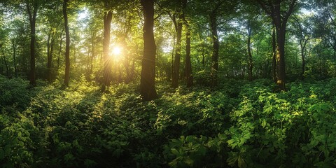 Obraz premium A wide-angle photograph capturing a sunlit clearing in the heart of a dense green forest, with sunbeams illuminating the lush foliage and the ground