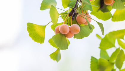 In early fall, the ginkgo trees are full of orange ginkgo fruits. Ginkgo biloba 