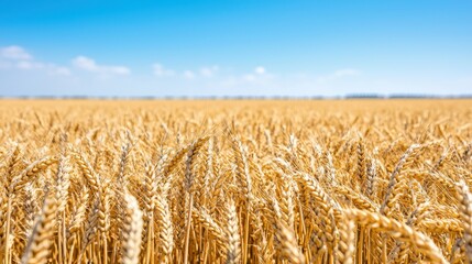 Golden Wheat Field under Blue Sky